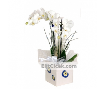 İki Dallı Beyaz Phalaenopsis Orkide