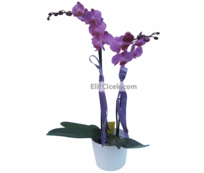 Mor Phalaenopsis Saksı Orkide